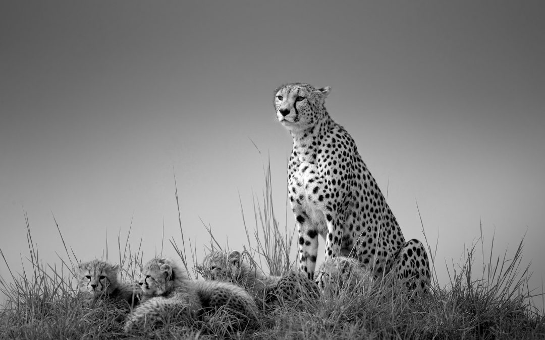 Absolute winner - Johan Willems - Cheetah with cubs