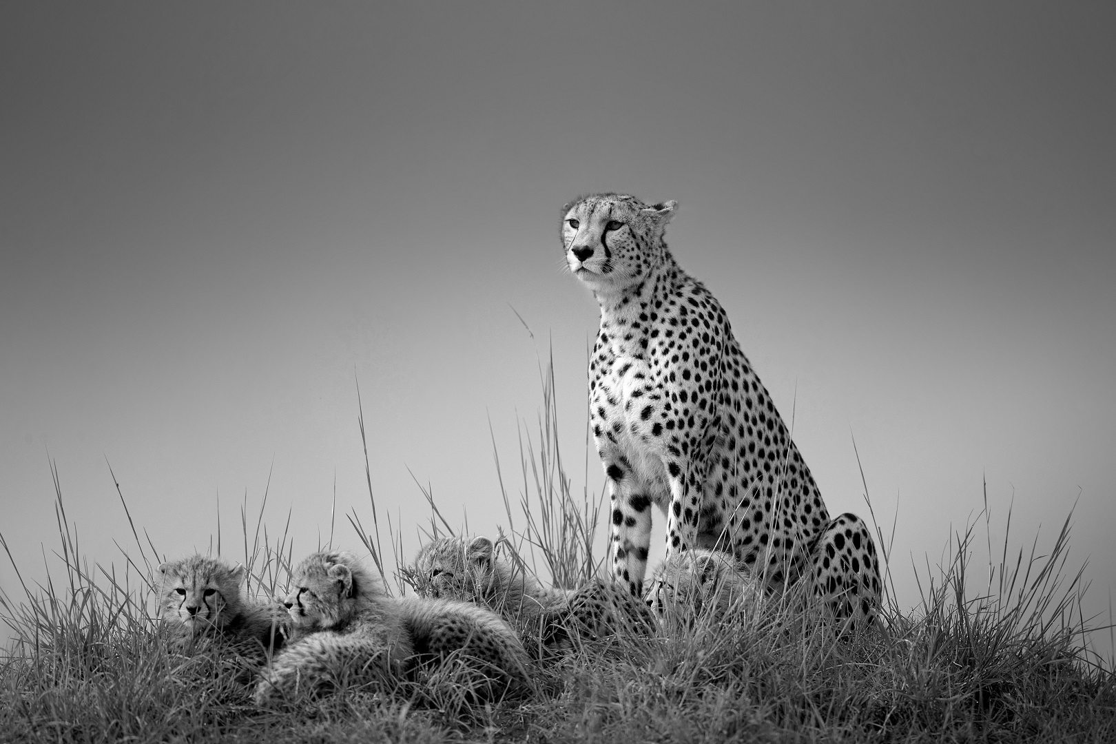 Cheetah with cubs, by Johan Willems. Winning image of the first edition of the international photography contest: Black and White Photo Awards.
