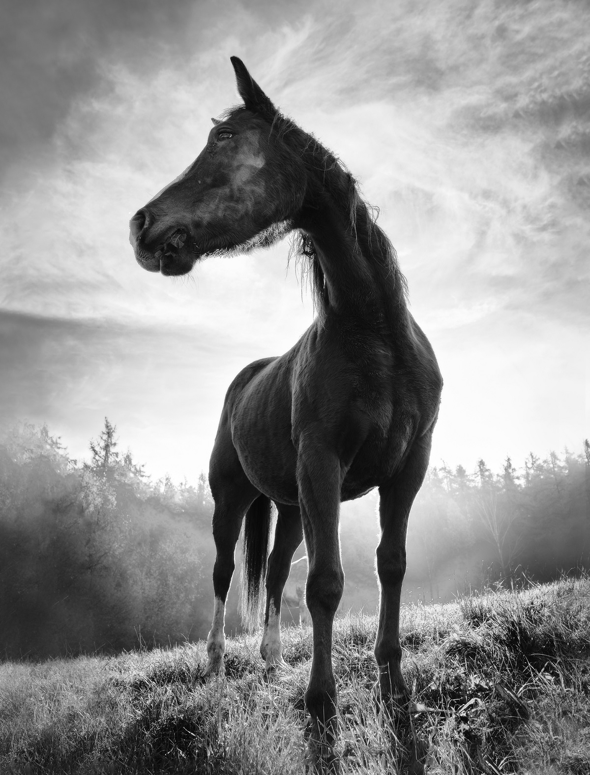 Black and White Photo Awards 2022 Fauna and flora silver mention - Alessandro Accordini - Backlight horse