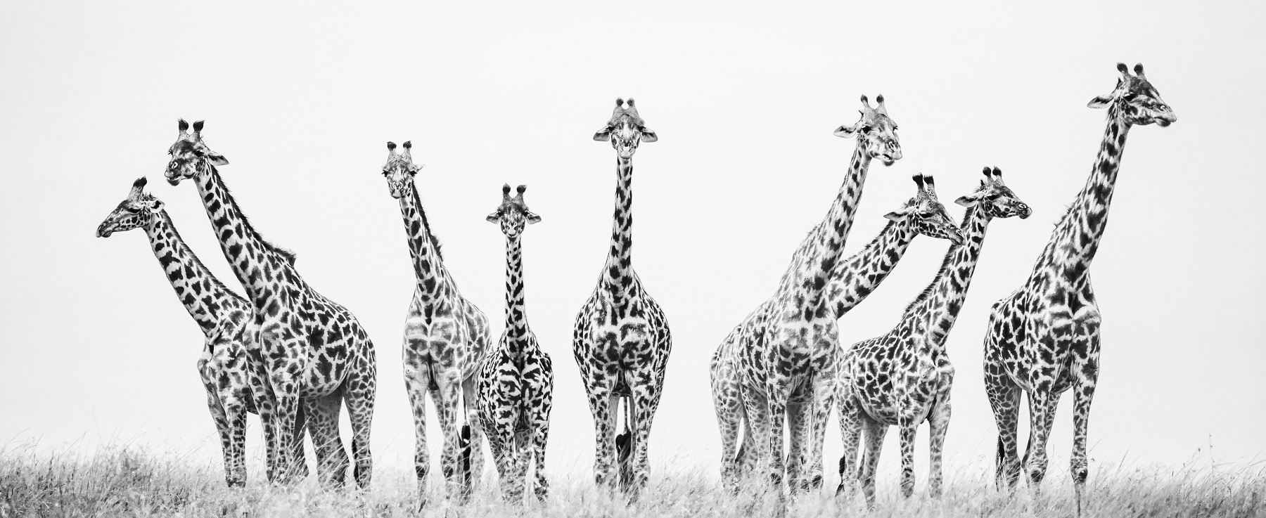 Black and White Photo Awards 2022 Fauna and flora golden mention - Ricardo Tormo Massignani - Posado de girafas