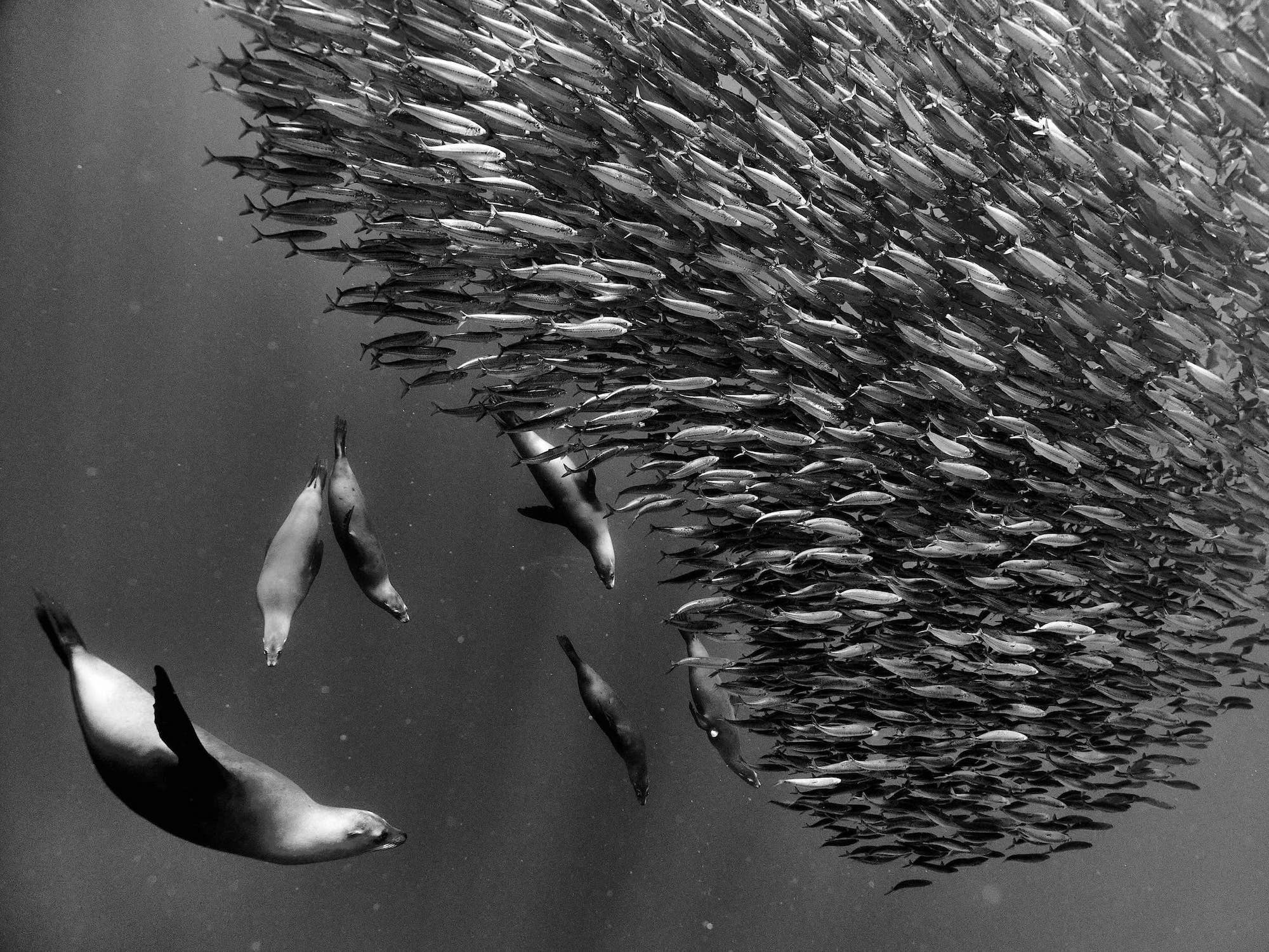 Fauna and flora winner - Arturo de Frias Marques - Lobos de cacería