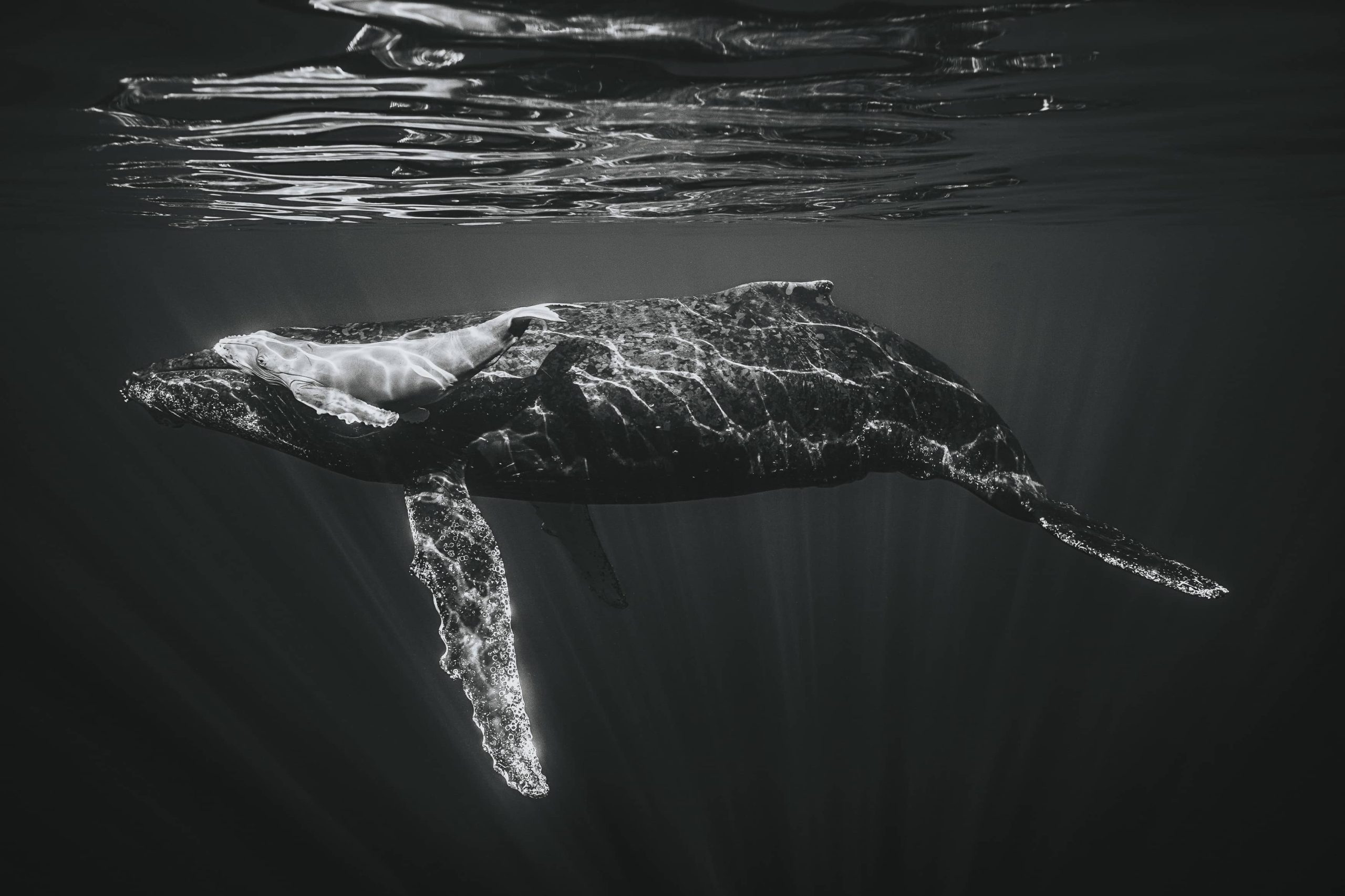 Fauna and Flora Second Winner - Ricardo Nascimento - Newborn Humpback Calf and Its Mother