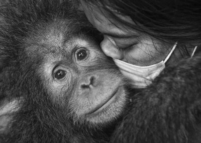 Alain Schroeder - Saving Orangutans