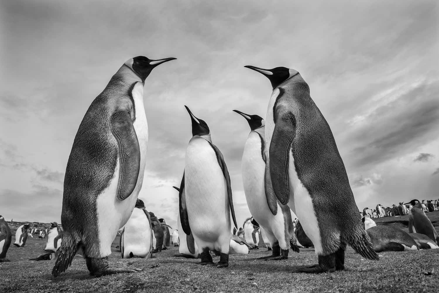 Evening of conversation, by Juan Jose Teijeira Lobelos, Fauna and Flora Bronce Mention in the Black and White Photo Awards 2024