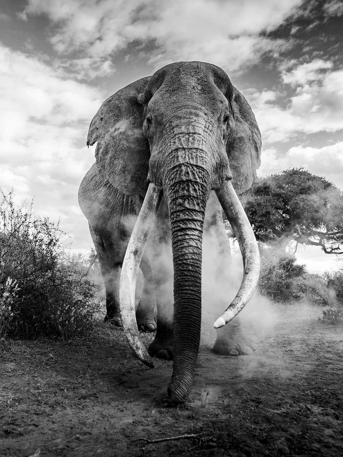 Greatness, by Dhir Jakharia, Fauna and Flora Second Category Winner in the Black and White Photo Awards 2024