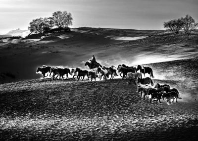 Jianping Liu - Graze horses on winter Bashang