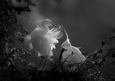 Kunping Chen - Egret grooming