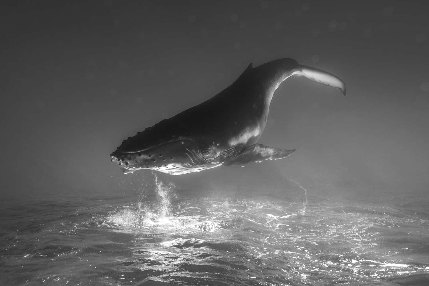 Whale Dreams , by Remuna Beca , Fauna and Flora Silver Mention in the Black and White Photo Awards 2024