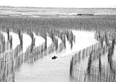 Xiangyun Qiu - WaIK With the Wind