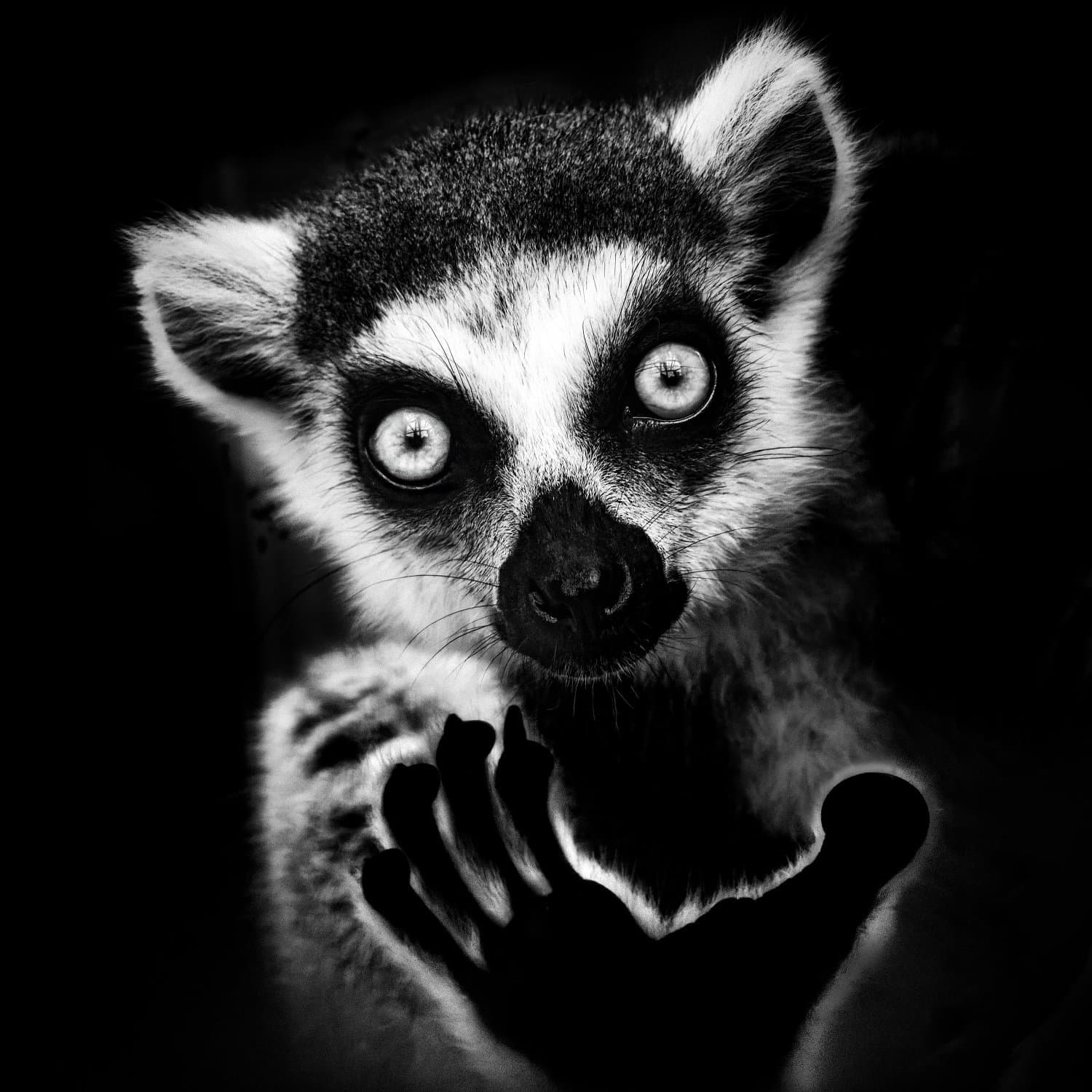 Black and White Photo Awards 2025 - Fauna and Flora Bronze Mention - Ring-tailed lemur , by Masaru Takagi