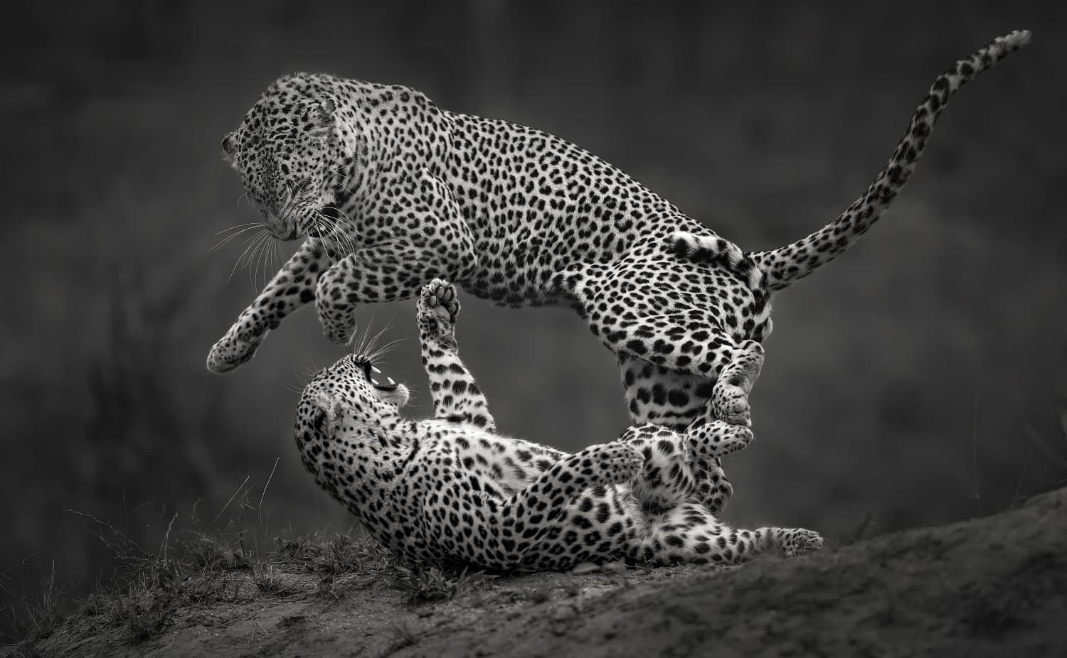 Black and White Photo Awards 2025 - Fauna and Flora Category Winner - Leopard jump mmono , by Willem Kruger