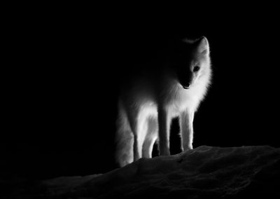 Arctic Fox , by Nur Tucker