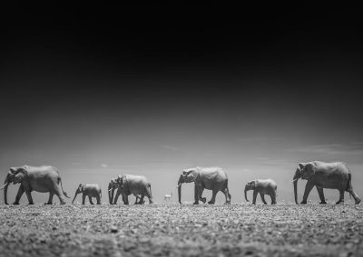 Elephants Family , by Paolo Ameli