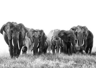 Herd of Elephants , by Desiree Hirner