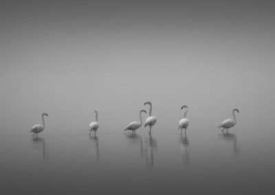 It All Starts With a Lullaby , by Thomas de Franzoni