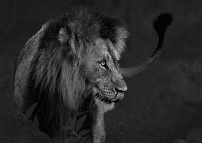 King of the beasts , by Claire Waring