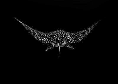 Patterns In The Deep , by Kaushiik Subramaniam