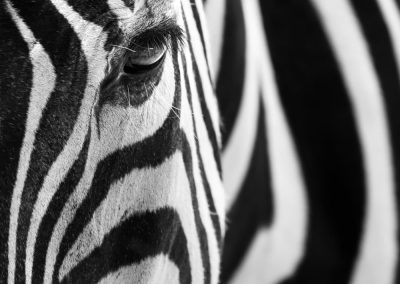 Stripes , by Christopher Baker