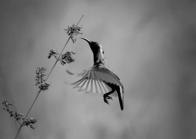The Dance of Gravity , by Raghuvamsh Chavali