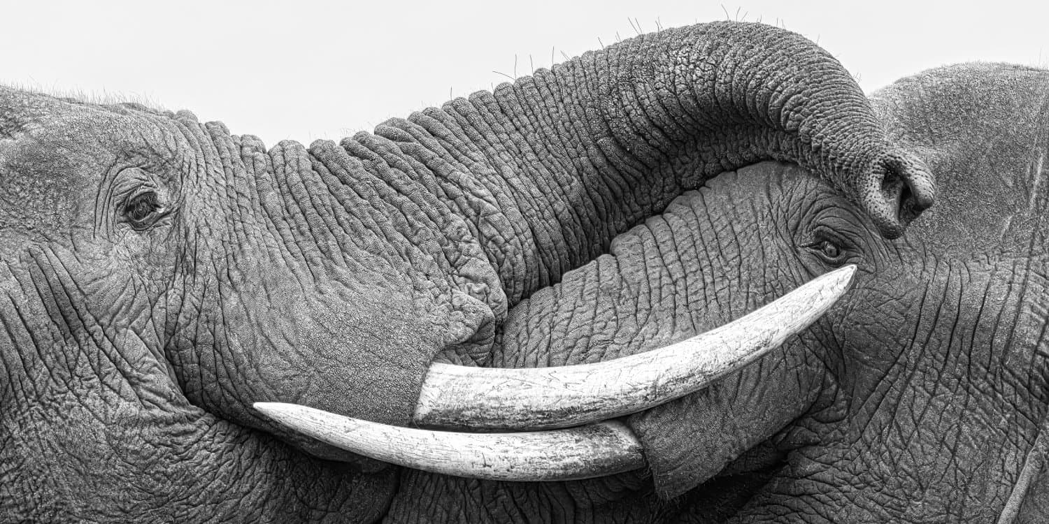Black and White Photo Awards 2025 - Fauna and Flora Golden Mention - Big Hug , by Robin Scholte