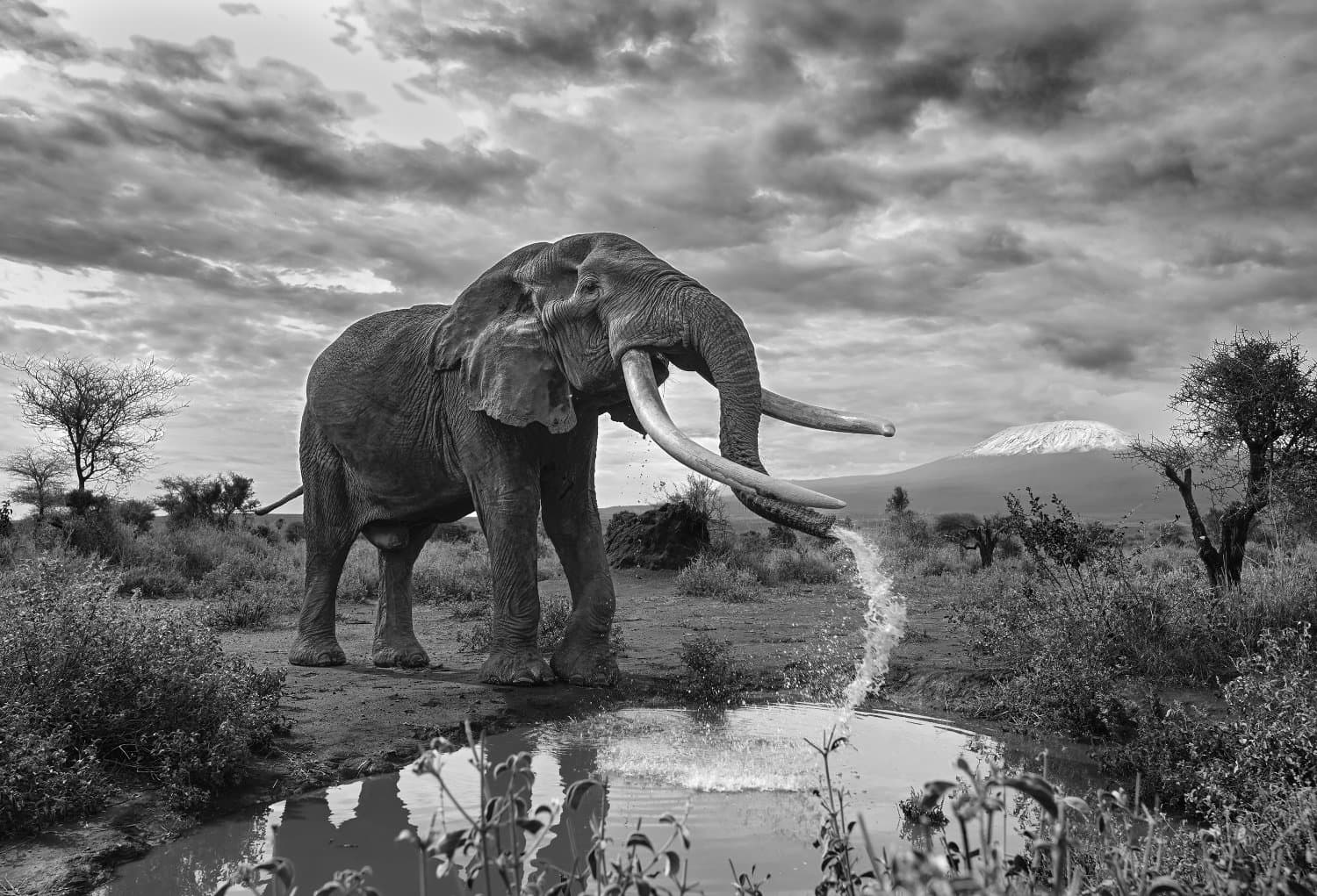 Black and White Photo Awards 2025 - Fauna and Flora Second Category Winner - Iconic Elephant at Iconic Mountain , by Rajarshi Banerji
