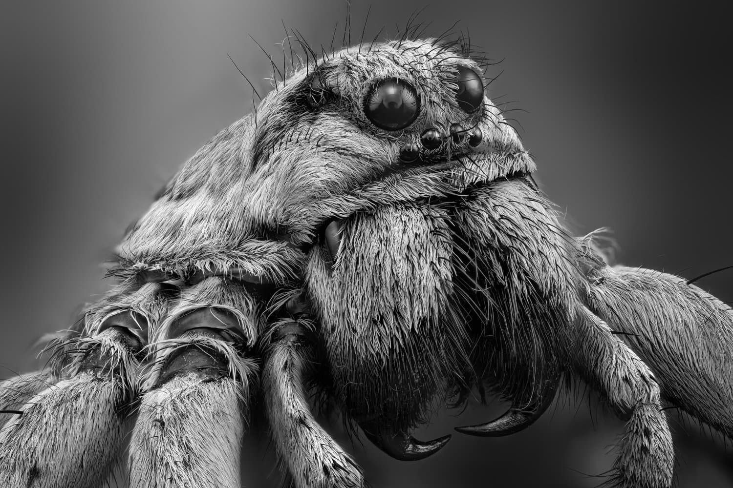 Black and White Photo Awards 2025 - Fauna and Flora Silver Mention - Wolf spider , by Javier Ruperez